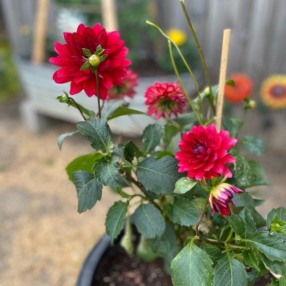 Meet your Posher; ✨Just1_4You✨ - Picture 9 of 10